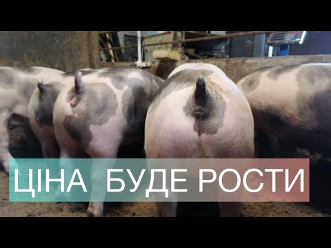 Видео: ЦІНА ПОРОСЯТІ🔥🐖СКІЛЬКИ З’їсть КОРМУ-ВІДГОДІВЛЯ В ПРИБУТОК