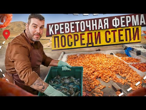 Видео: РИСКОВЫЙ БИЗНЕС | Как выращивают креветки в Казахстане