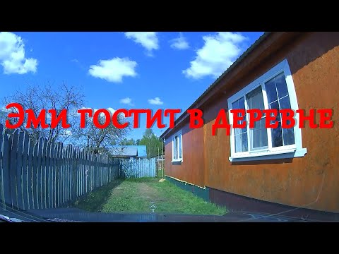 Видео: День восьмой, в который Эми отдыхает на пляже в Гусь-Хрустальном и на прогулке в сосновому бору.