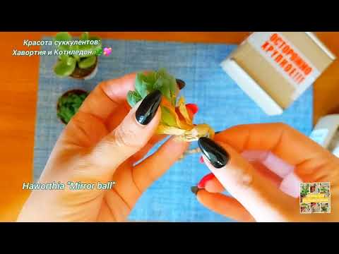Видео: Хавортия и Котиледон. Красота суккулентов. 🌿💖