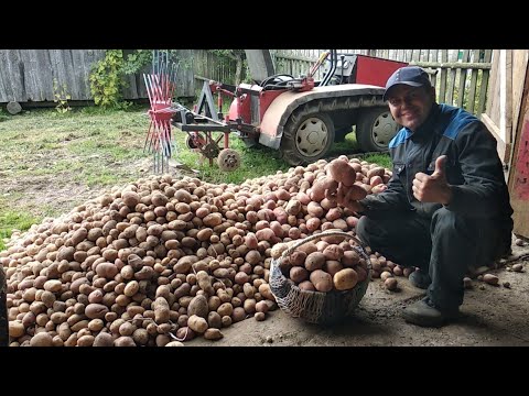 Видео: Гусеничный минитрактор копает картошку самодельной копалкой швырялкой.