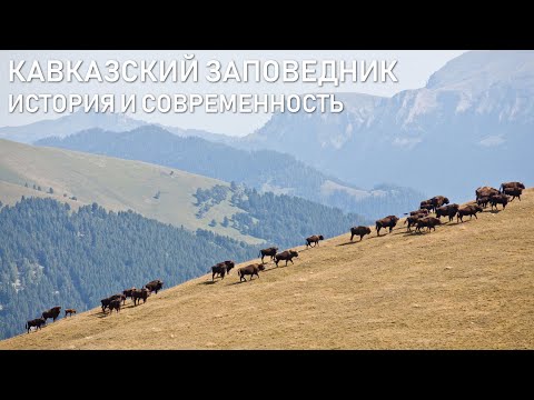 Видео: Кавказский заповедник. История и современность