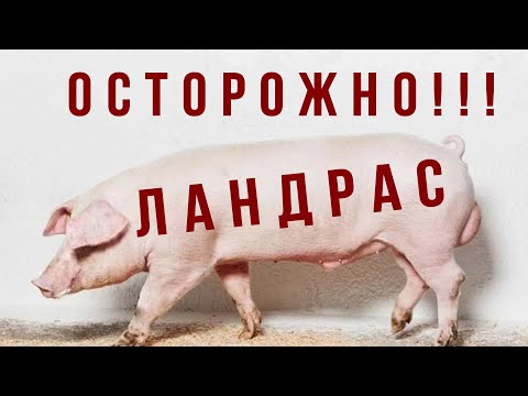 Видео: БУДЬТЕ БДИТЕЛЬНЫ НА АВИТО! Как выглядит ландрас. Породы свиней.