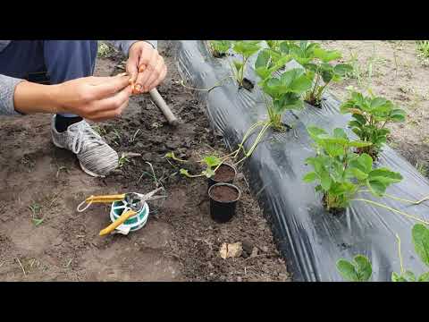 Видео: Укореняем саженцы клубники в стаканчики.