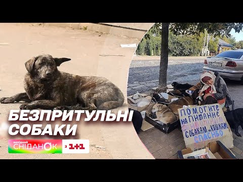 Видео: Зграя собак у центрі столиці покусала дитину: Сніданок розібрався у ситуації