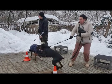 Видео: Догтренинг 574. Боксер и доберман против хозяев. Парный урок со сменой вожака.