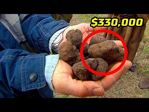 Видео: Вот Почему Трюфели на Самом Деле Такие Дорогие