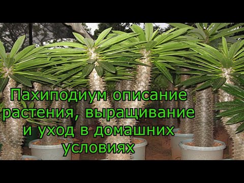 Видео: Пахиподиум описание растения, выращивание и уход в домашних условиях