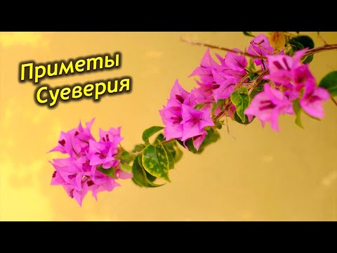 Видео: Бугенвиллия в доме, приметы и суеверия. Бугенвиллия по фен шуй.