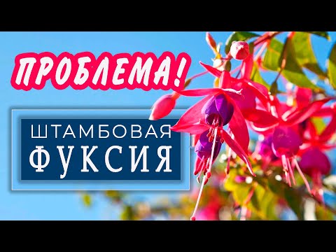 Видео: Проблема  ШТАМБОВЫХ  ФУКСИЙ. Не повторяйте моих ошибок