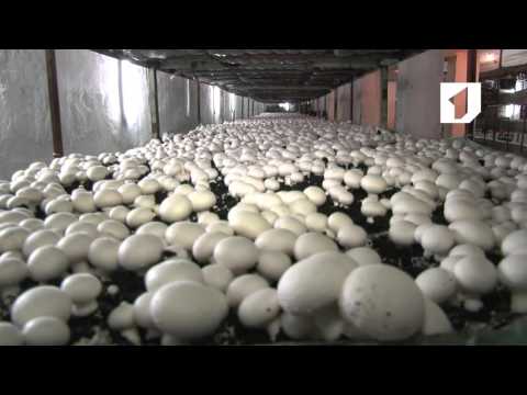 Видео: Утренний эфир / Производство шампиньонов в Приднестровье