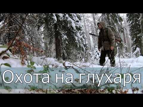 Видео: Охота на глухаря,открываю капканы.