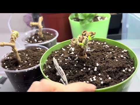 Видео: Герань после осенней обрезки и пересадки не погибнет 