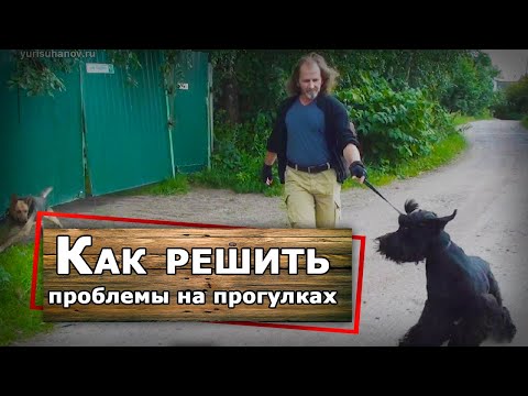 Видео: Русский черный терьер на прогулке - коррекция поведения