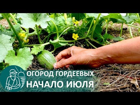 Видео: ☘ Огород Гордеевых в июле — летняя экскурсия по приусадебному участку