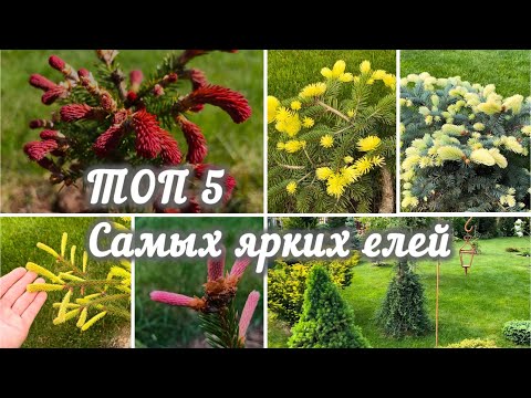 Видео: Расскажу про 5 самых красивых и ярких елей в  моём саду