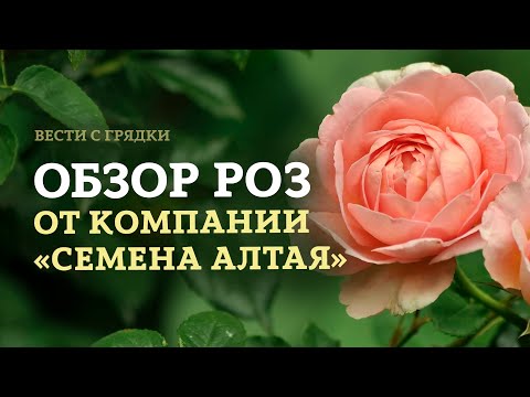 Видео: ОБЗОР РОЗ ОТ КОМПАНИИ «СЕМЕНА АЛТАЯ»