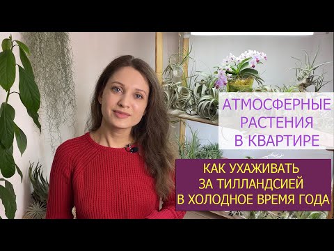 Видео: ТИЛЛАНДСИЯ АТМОСФЕРНАЯ уход зимой в квартире. ОШИБКИ и правила. tillandsia air plant care. Тіландсія