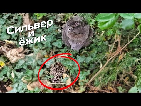 Видео: Британский кот и ёжик - Первое знакомство