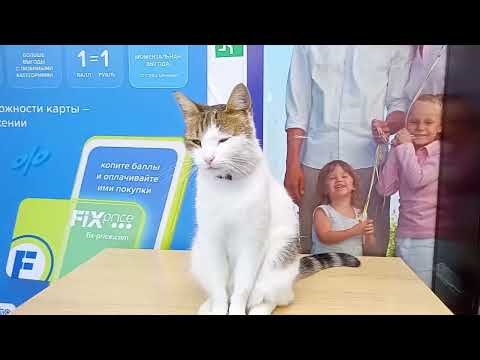 Видео: Стасёк и котики #30.