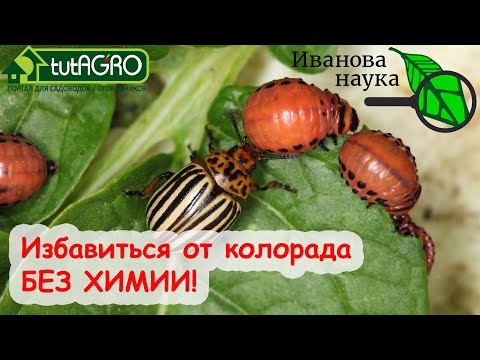 Видео: ХВАТИТ НАПРЯГАТЬСЯ! Сделайте ТАК и ЗАБУДЬТЕ О КОЛОРАДСКОМ ЖУКЕ. КАРТОФЕЛЬ БУДЕТ ОЧЕНЬ ВКУСНЫЙ!