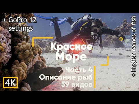 Видео: Рыбы Красного моря (с описанием). Настройки GoPro HERO 12. Часть 4. Египет. Дайвинг. (Сафага)