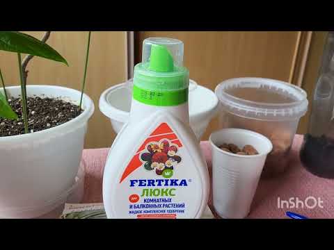 Видео: Пахистахис. 21.05.2023