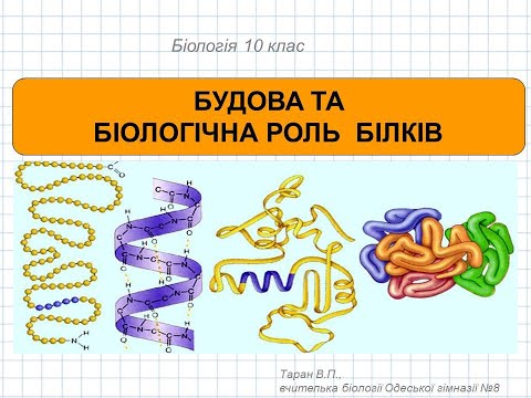 Видео: БУДОВА ТА БІОЛОГІЧНА РОЛЬ БІЛКІВ