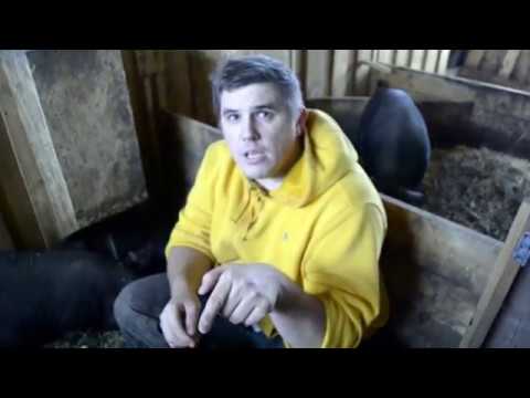 Видео: Случка Вьетнаских свиней в 4 месяца. Результат/ Вьетнамские свиньи