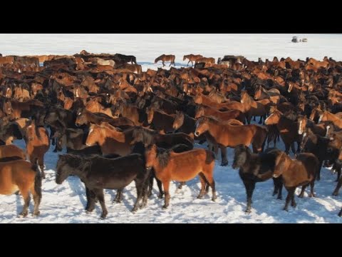 Видео: Бесқарағайда қазақы жылқының жаңа түрі пайда болды