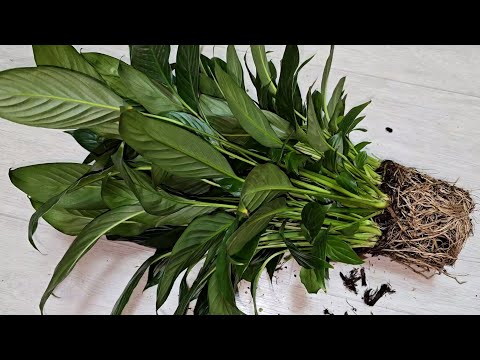 Видео: Легкая пересадка СПАТИФИЛЛУМА на мощные корни и бешеный рост, чтобы листья не желтели