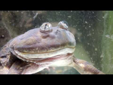 Видео: ВНИМАНИЕ: ЛЯГУШКИ! STRANGE FROGS! English subtitles!