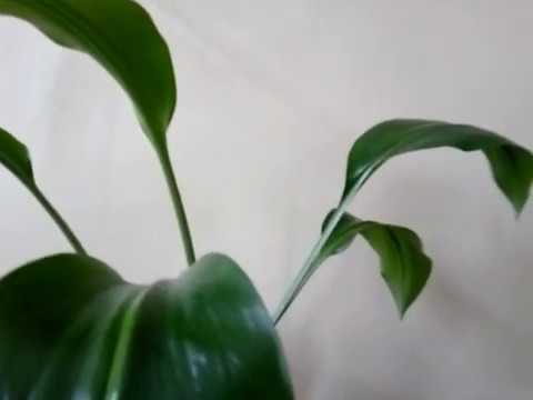 Видео: Как заставить цвести эухарис? Правильный уход.