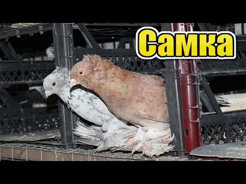 Видео: Как Быстро определить что у вас в Руке Самка или Самец