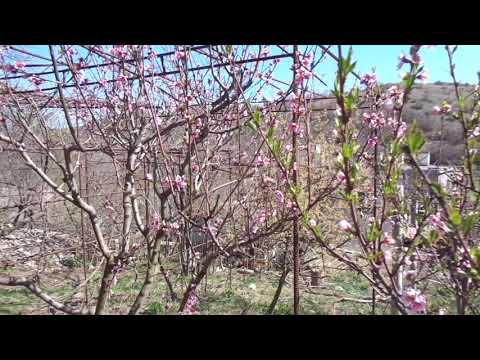 Видео: Персик обрезать рано НЕЛЬЗЯ. О курчавости. О народе, "садоводах" и "политиках".