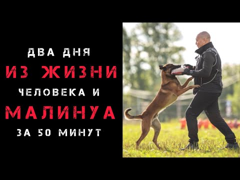 Видео: Два дня из жизни малинуа.