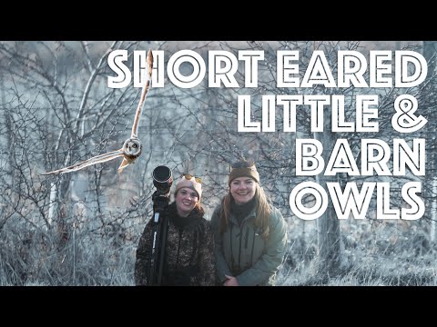 Видео: Совиная страна чудес – сипуха, малая и ушастый филин в заповеднике Элмли 🦉