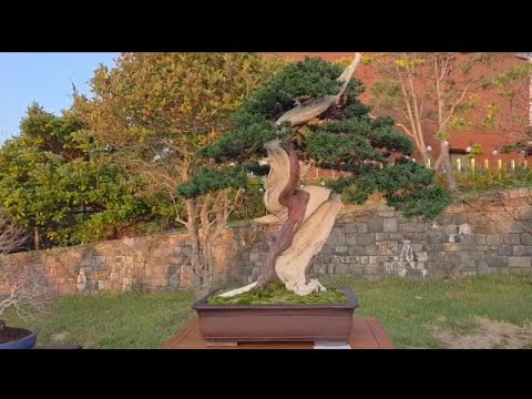 Видео: 10-я Корейская выставка бонсай уже началась. [ WELCOME 2025 ABFF ]