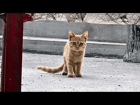 Видео: Если бы в тот день я не поднялся на крышу, я бы почти упустил этого милого малыша…