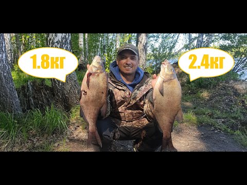 Видео: Ловля лещей и подлещиков на фидер. Белоярка 01-02.06.2022г.