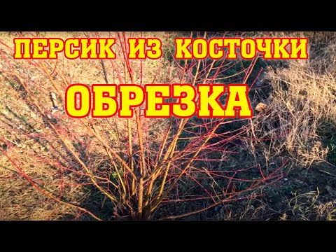 Видео: ПЕРСИК ИЗ КОСТОЧКИ/ Методы обрезки