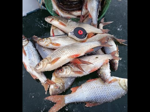 Видео: Мормышка.Плотва. Междусобойчик.оз.Родниковое.