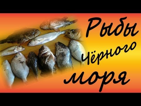 Видео: Рыбы чёрного моря