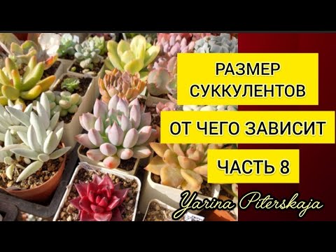 Видео: Размер суккулентов.  От чего зависит. Часть 8.