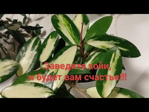Видео: Мои хойи-красотки!Приятного просмотра!