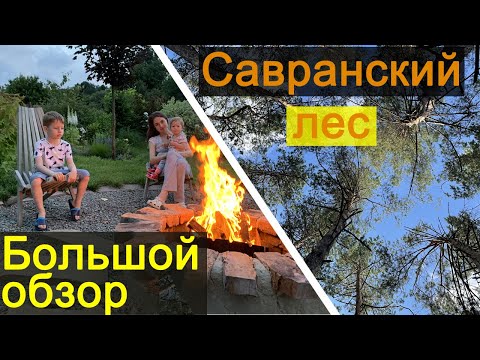 Видео: Савранский лес.  Едем вместе за грибами!