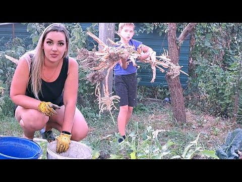 Видео: ПРИБИРАЄМО ГОРОД🥦🥔🥒 ПЛАНИ НА ПЕРШИЙ МІСЯЦЬ ОСЕНІ🍁🍂