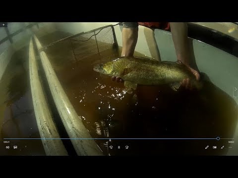 Видео: Получение личинки судака заводским способом. Нерест, размножение судака