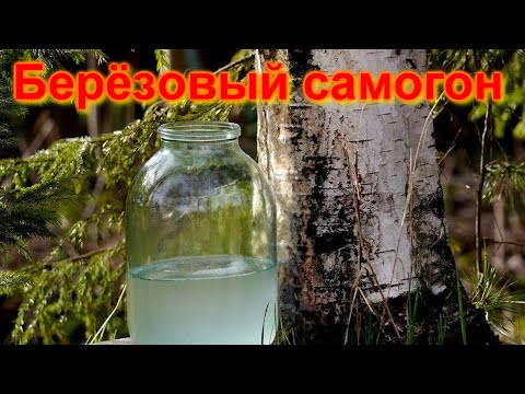 Видео: Самогон из Березового сока. Брага на березовом соке.