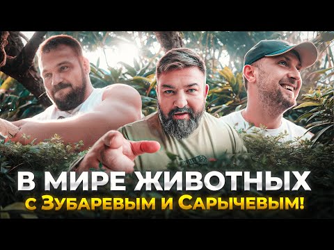 Видео: Зубарев против варана и Сарычев против тигра! Крутейший зоопарк в Дубае!